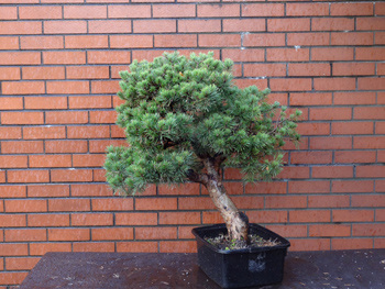 Beuvronensis Pine-13